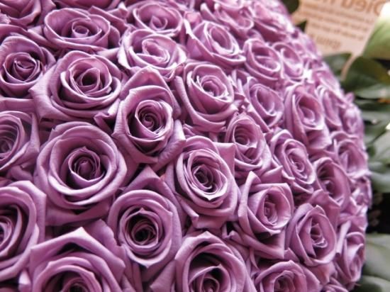 プロポーズに紫バラ 100本のプリザーブドフラワーの花束 プロポーズに紫バラ 100本のプリザーブドフラワーの花束