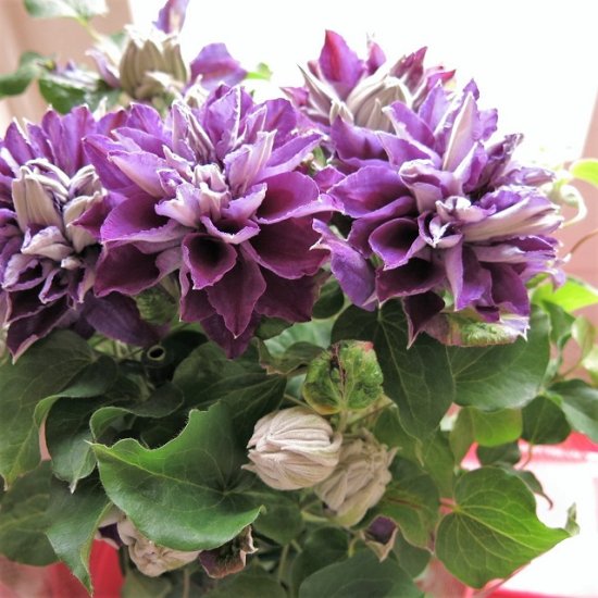 母の日 プレゼント 花鉢 クレマチス 紫八重咲き系