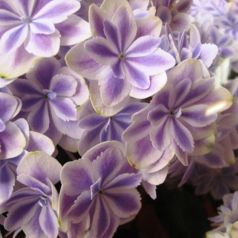 あじさい 万華鏡 鉢植え 母の日プレゼント 花 アジサイ ブルー系 プロにおまかせ 今年1番きれいな アジサイを選りすぐり