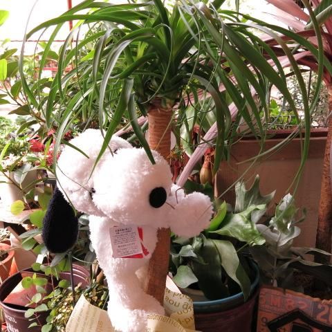 スヌーピー フラワーギフト ぬいぐるみ ポニーテール 観葉植物