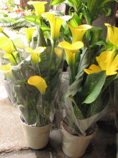 感謝セール 限定数あり カラー 鉢植え 母の日 花 プレゼント 黄色のカラー