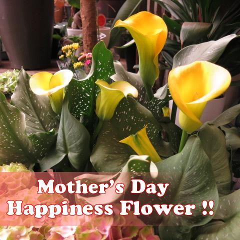 カラーの鉢植え 母の日用フラワーギフト 黄色い花 お母さんへのプレゼント