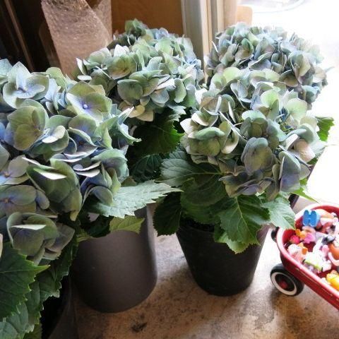 秋色あじさい ハワイアン ブルー 鉢植え 販売 秋色アジサイ 秋色あじさい ハワイアン ブルー 鉢植え 販売 秋色アジサイ
