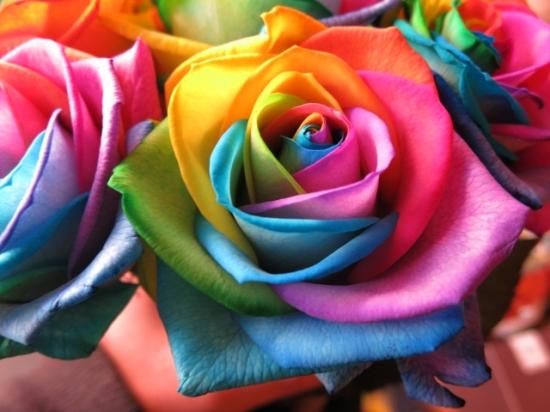 花束ブランケット　レインボーローズ 楽天市場】レインボーローズ 花束 20本 父の日 5月の節句 お