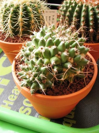サボテン 鉢植え まんまるサボテン2個セット