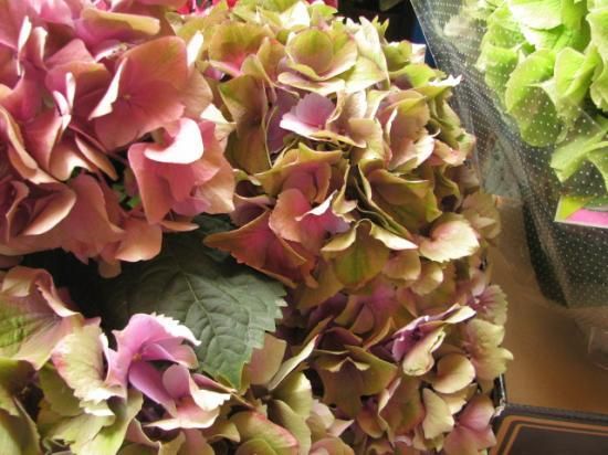 秋色あじさい 赤 鉢植え 販売 秋色アジサイ 秋色あじさい 赤 鉢植え 販売 秋色アジサイ