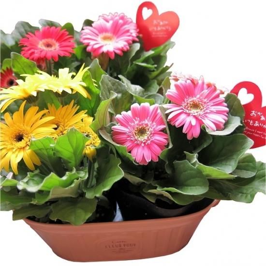 母の日 花 鉢植え ガーベラ テラコッタプランツ 母の日 花 鉢植え ガーベラ テラコッタプランツ