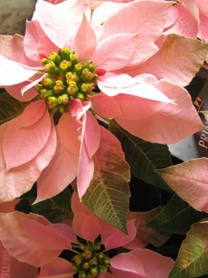 クリスマスプレゼント 花 ポインセチア プリンセチア ピンク系 クリスマスプレゼント 花 ポインセチア プリンセチア ピンク系