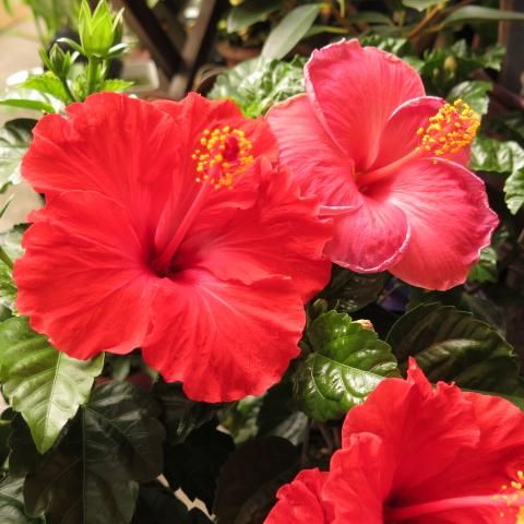 ハイビスカス。花。観葉植物。鉢ごと無料で発送致します。 ハイビスカス 鉢」の人気商品一覧 | 安い商品を通販サイトから
