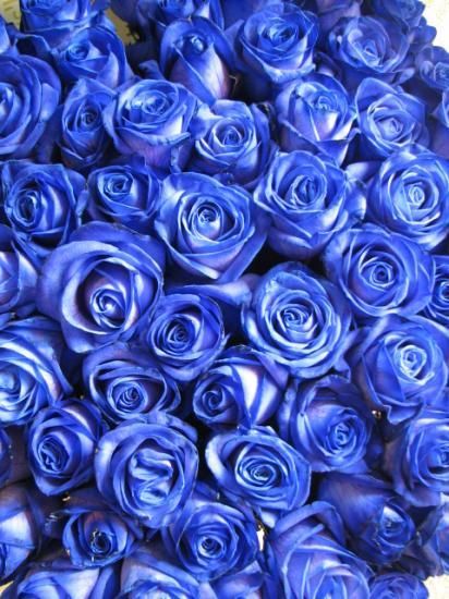 青いバラの花束 100本をラッピング 両手で抱えられます ビッグなサプライズ