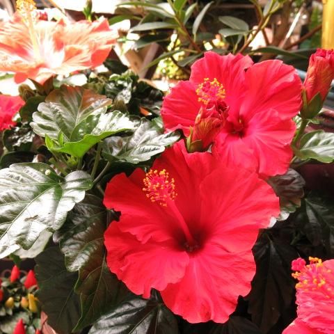 父の日 花鉢 プレゼント つぼみがいっぱいハイビスカス 父の日 花鉢 プレゼント つぼみがいっぱいハイビスカス
