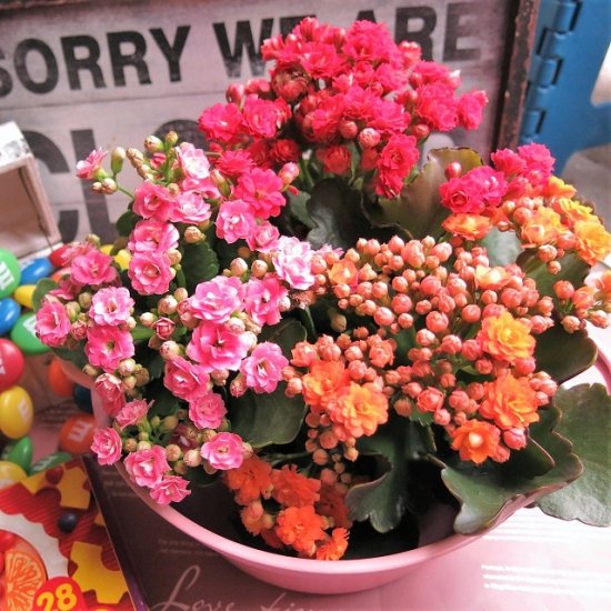 母の日 花鉢 プレゼント カランコエの鉢植え