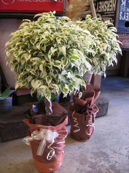 観葉植物 ベンジャミン スターライト