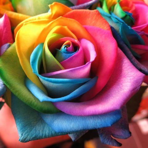レインボーローズの花束 誕生日のお祝いに 虹色のバラ レインボーローズの花束 誕生日のお祝いに 虹色のバラ