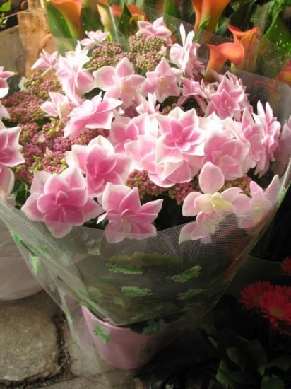 母の日 花 花鉢 ガクあじさい ピンク コンペイトウ 母の日 花 花鉢 ガクあじさい ピンク コンペイトウ