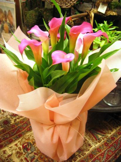 フラワーギフト用のお花 お母さんへのプレゼント ピンク色のカラーの鉢植え 母の日の贈り物