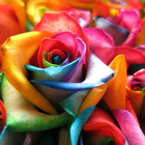 記念日の贈り物 レインボーローズの花束 生花を本使用 サプライズなフラワーギフト 記念日の贈り物 レインボーローズの花束 生花を本使用 サプライズなフラワーギフト