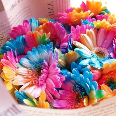 レインボーガーベラの花束 誕生日のプレゼント 本の花 レインボーガーベラの花束 誕生日のプレゼント 本の花