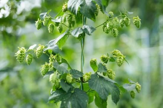 Fresh Hop Ale 330ml [商品番号 : 223 ] - 玉村本店