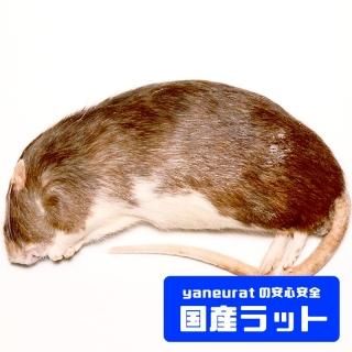 冷凍餌 - 【国産】冷凍ラット - yaneuratonline