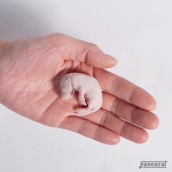 国産】冷凍ピンクラットL 15g~20g※10匹セット - 冷凍餌