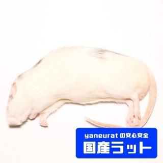 冷凍餌 - 【国産】冷凍ラット - yaneuratonline 冷凍餌 - 【国産】冷凍ラット - yaneuratonline