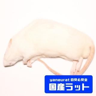 冷凍餌 - 【国産】冷凍ラット - yaneuratonline 冷凍餌 - 【国産】冷凍ラット - yaneuratonline