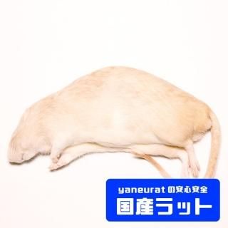 冷凍餌 - 【国産】冷凍ラット - yaneuratonline 冷凍餌 - 【国産】冷凍ラット - yaneuratonline