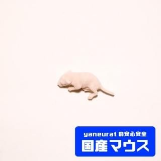 冷凍餌) ピンクマウスL 10匹パック ～4g | リトルモンスターおおさか