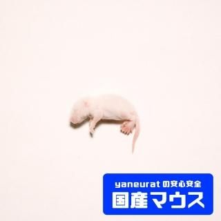 冷凍餌（ラット、マウス、餌虫） - yaneuratonline