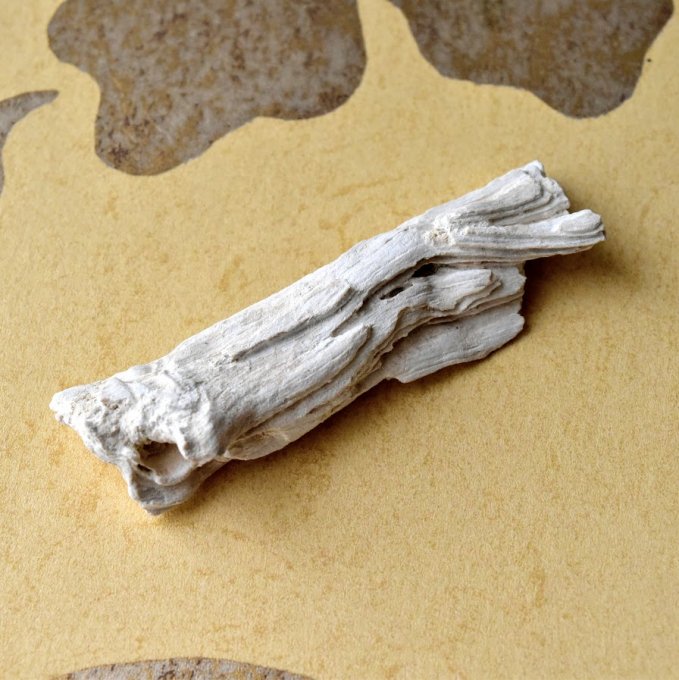 珪化木　ペトリファイドウッド　木の化石　アメリカ産　8.5ｇ/ 化石・フォッシル