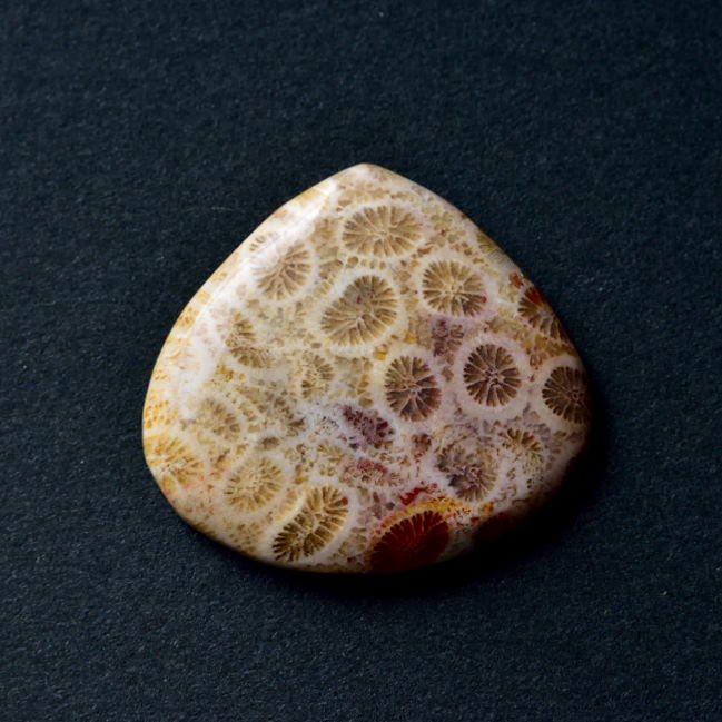 フォッシル・コーラル 紅葉 29.5cts./ 化石珊瑚・ルース - 天然石 ...