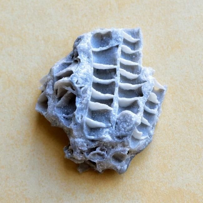 【鑑賞石】 珊瑚 サンゴ 化石 Fossil Coral Reef 鑑賞石】 珊瑚 サンゴ 化石 Fossil Coral Reef
