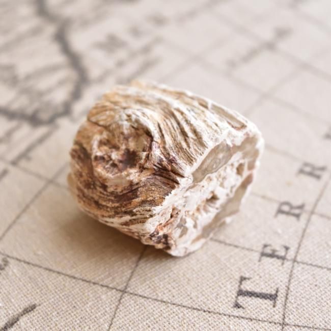 珪化木 ペトリファイドウッド 木の化石 ナンヨウスギ マダガスカル産