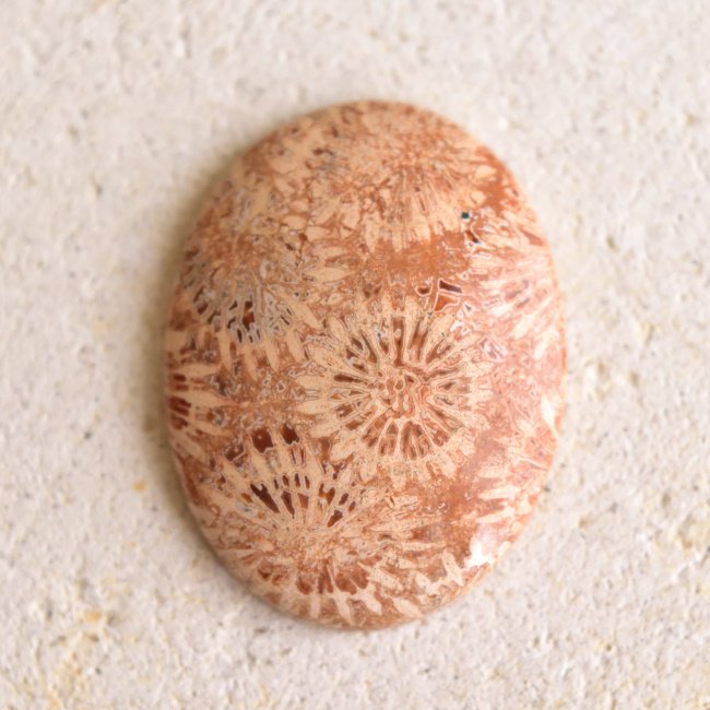 フォッシル・コーラル 紅葉色 23.4ts./ 化石珊瑚・ルース - 天然石