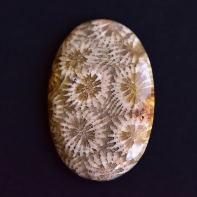 フォッシル・コーラル 秋模様 41.5cts./ 化石珊瑚・ルース - 天然石 