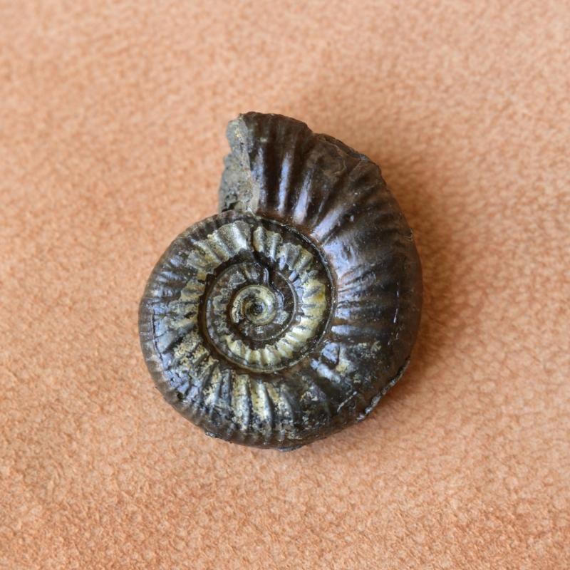 新品1億8000万年のアンモナイト化石2点 ドイツホルツマーデンハウフ