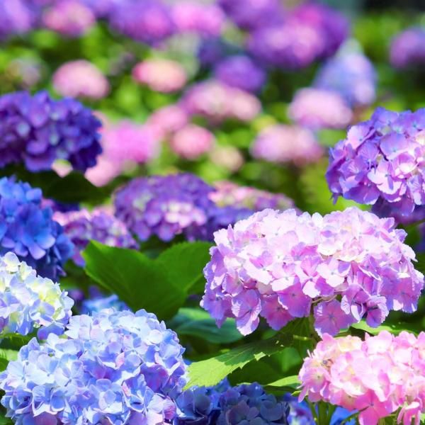 翌日発送可能】 ○紫陽花FLOWERリース○清らかな水色 KANAN BANANA メキシコ製巾着 ポーチ 小物入れ ビンテージ