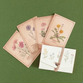 野の花の図鑑風メッセージカード