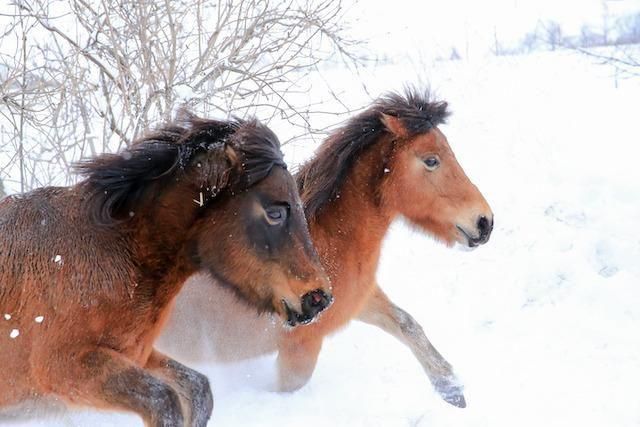 <img class='new_mark_img1' src='https://img.shop-pro.jp/img/new/icons1.gif' style='border:none;display:inline;margin:0px;padding:0px;width:auto;' />�Ϥ���������ޥ�����ץ��