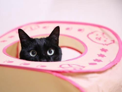 �Ϥ������Ҥ�ä��ꥪ�ȥ���