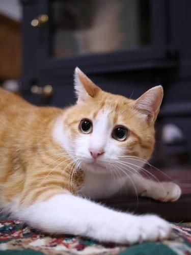 �Ϥ��������ȥåס��֤ޤä�����