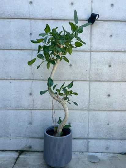 フィカス ベンガレンシス (鉢付き) - Atelier Roots(花の寺島