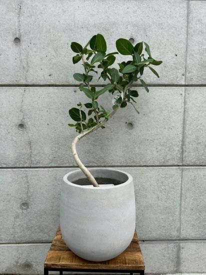 フィカス　ベンガレンシス　鉢皿付き フィカス ベンガレンシス (鉢付き) - Atelier Roots(花の寺島