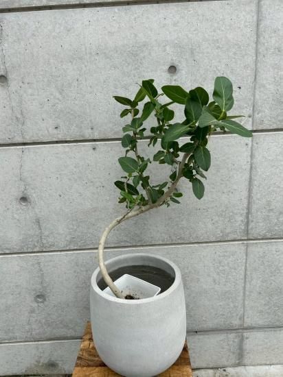 フィカス ベンガレンシス (鉢付き) - Atelier Roots(花の寺島)｜愛知県