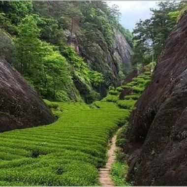 慧苑坑肉桂 | 武夷岩茶 茶の穂