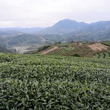 福鼎陳年老白茶 2014年 - 中川誠盛堂茶舗