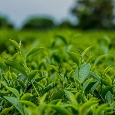 文山包種茶 2024年 新北好茶石碇春季文山包種茶比賽得奨 - 中川 文山包種茶 2024年 新北好茶石碇春季文山包種茶比賽得奨 - 中川