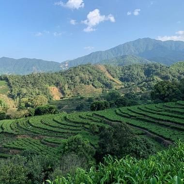 R*e様 中国高級茶　一山高　山高出好茶　鳳凰単叢茶（蜜蘭香）満州・鳳凰　専用紙 tansou（タンソウ）／一番人気 最高の出来！ あふれるマスカット