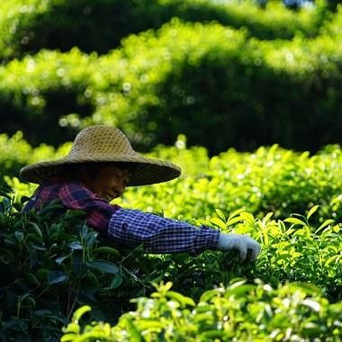 R*e様 中国高級茶　一山高　山高出好茶　鳳凰単叢茶（蜜蘭香）満州・鳳凰　専用紙 tansou（タンソウ）／一番人気 最高の出来！ あふれるマスカット